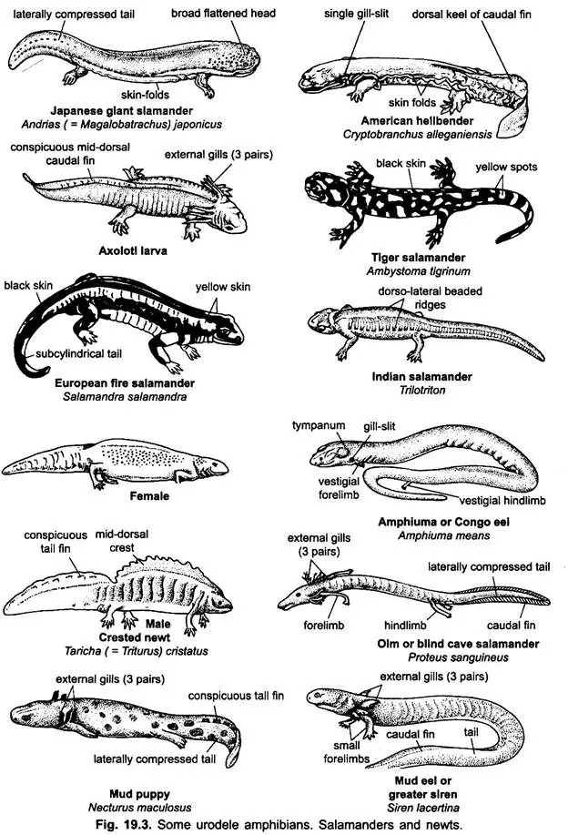 Representative Types of Amphibia