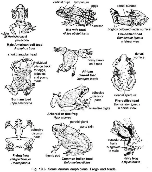 Representative Types of Amphibia