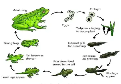 Life Cycle of Amphibians