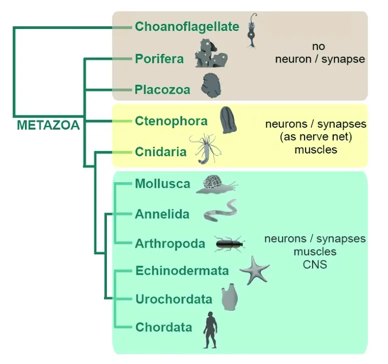 Phylogenetic tree of Metazoa