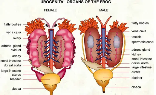 Reproductive System of Frog