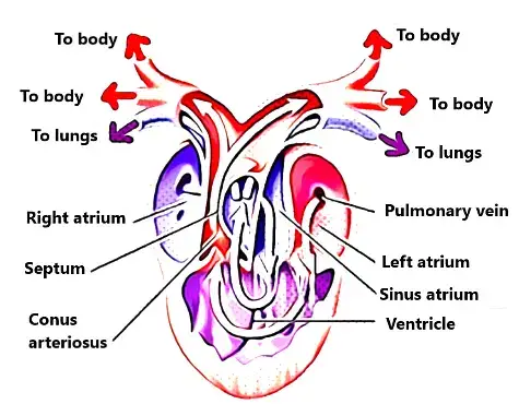 Heart of Amphibians

