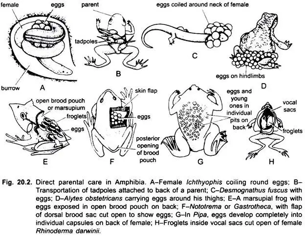 Parental Care in Amphibia