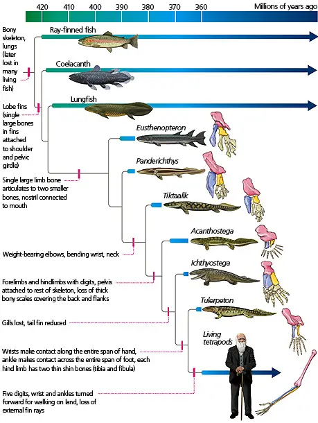 Tetrapod phylogeny from The Tangled Bank, used with permission of the author, Carl Zimmer, and publisher, Roberts & Company, Greenwood Village, Colorado.