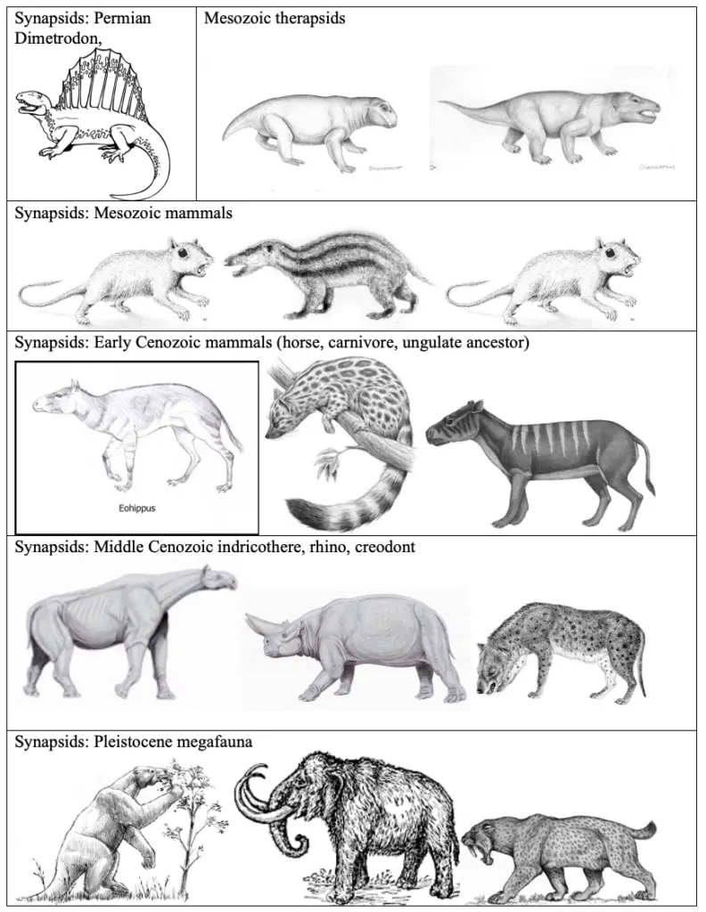 Evolution of Tetrapods