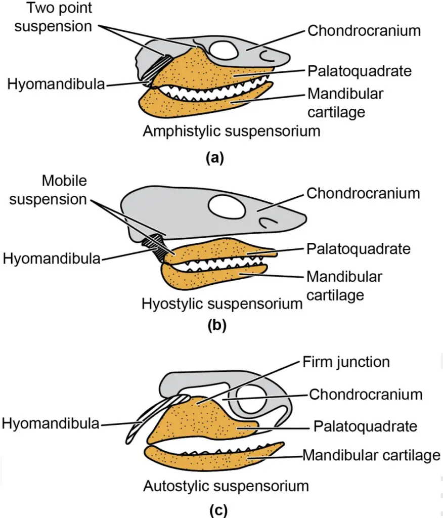 Jaw suspensorium in vertebrates. a) Amphistylic Jaw Suspensorium (presumed primitive condition found in some sharks). b) Hyostylic Jaw Suspensorium (most modern cartilaginous and bony fishes). c) Autostylic Jaw Suspensorium (lung fishes, chimeras and tetrapods).