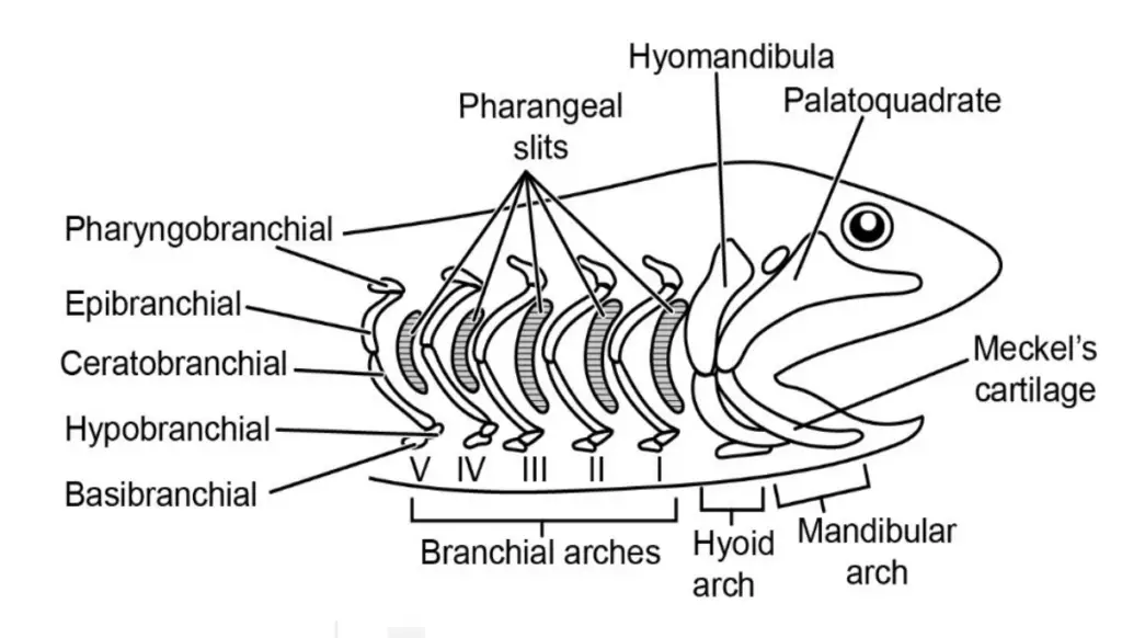 The visceral skeleton showing the full complement of 7 visceral arches
as seen in cartilaginous fish. The first arch is modified to form the jaws.