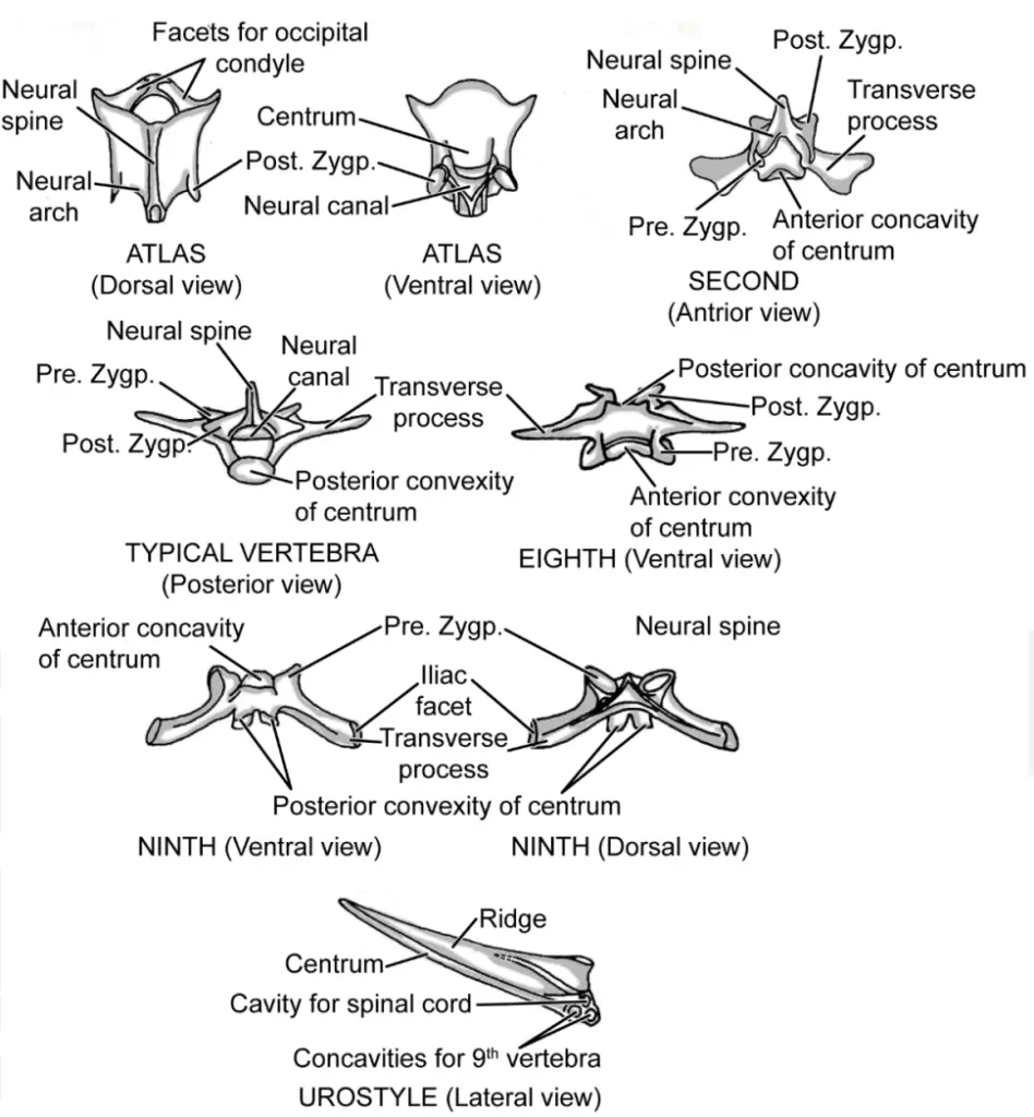 Vertebrae of Frog