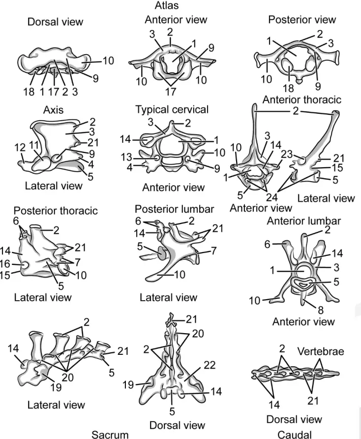 Mammalian vertebrae of rabbit. 