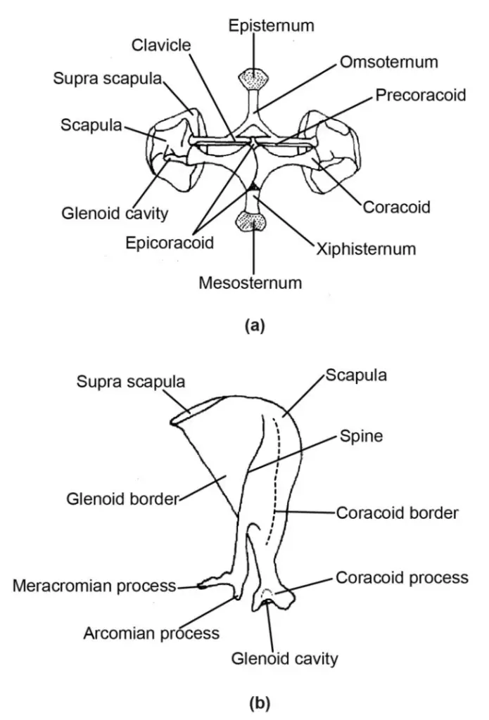 Pectoral girdle a) frog and b) rabbit.