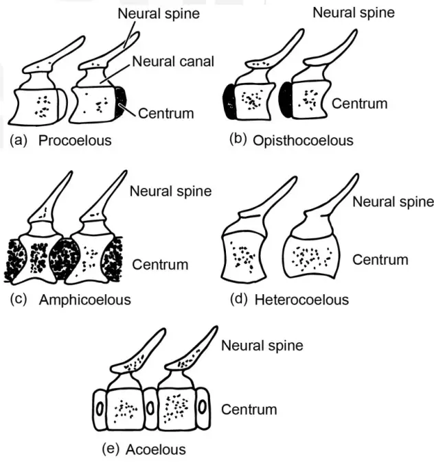 Different types of vertebrae distinguished by their centra: