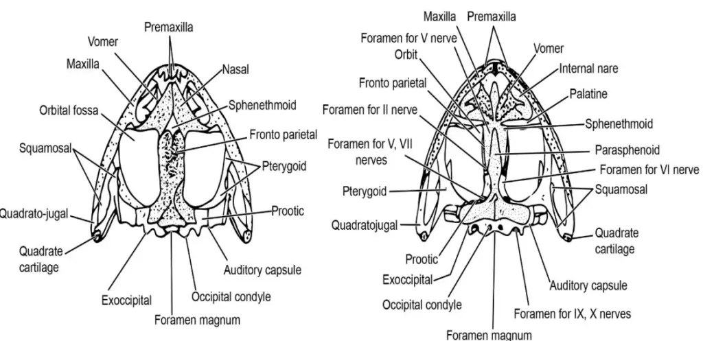  Frog skull. a) Dorsal view; b) Ventral view. 