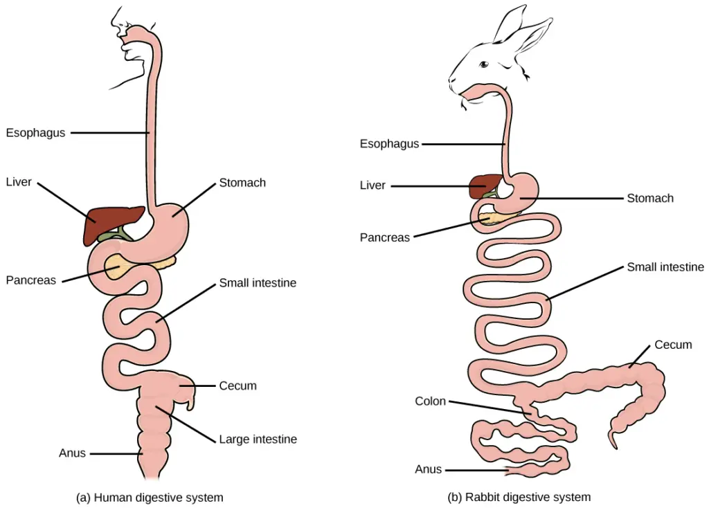 Vertebrate Digestive Systems
