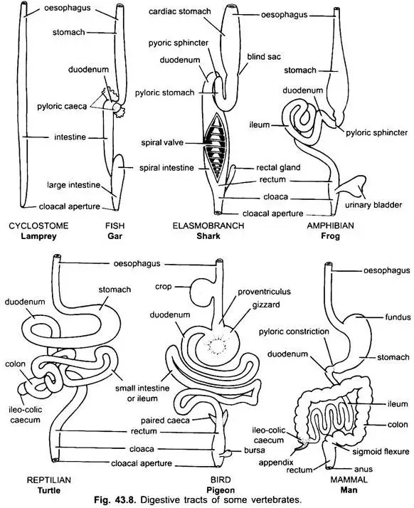 The digestive tract of vertebrates