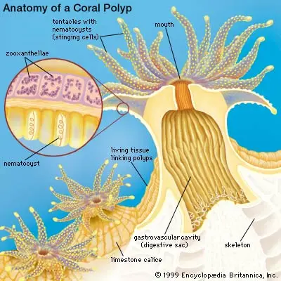 Structure of a coral polyp