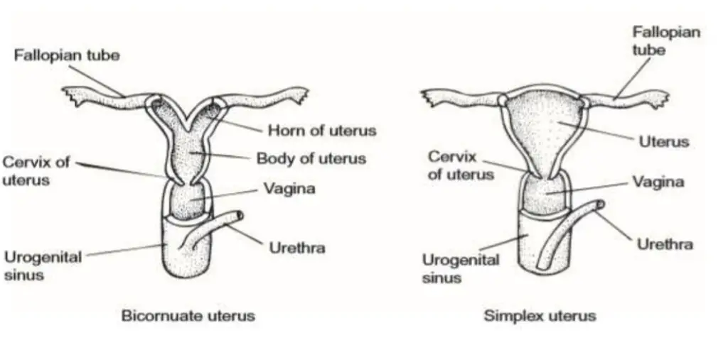 Types of uteri in mammals