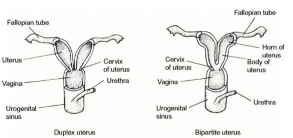 Types of uteri in mammals