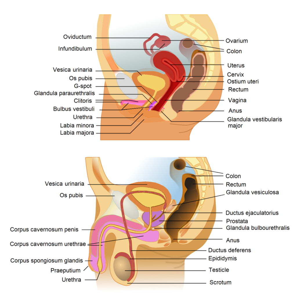 Female and male genitals

