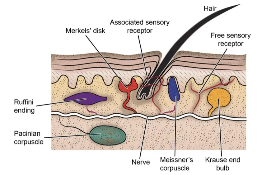 General sensory receptors found in the skin.