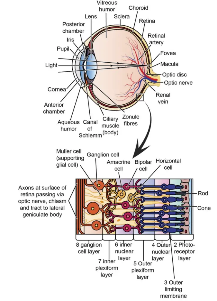 (a) Cross section of the human eye showing an almost spherical eyeball with its various structures including the three layers- i) The outer tough sclera that provides support and protection, ii) The middle choroid coat containing blood vessels and nourishment, and iii) the light sensitive retina (b) Enlarged view of retinal area.