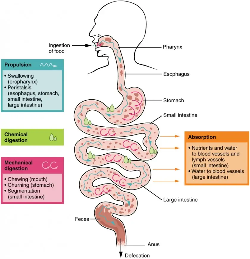 The digestive processes are ingestion, propulsion, mechanical digestion, chemical digestion, absorption, and defecation.