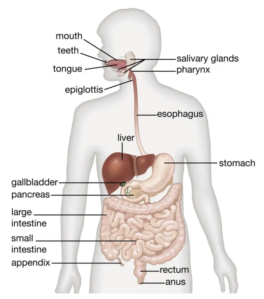 Physiology of Digestion 