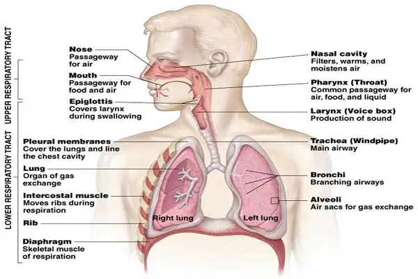 Respiratory organs