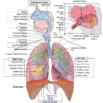 Respiration System