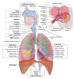 Physiological control of respiration – Components, Methods