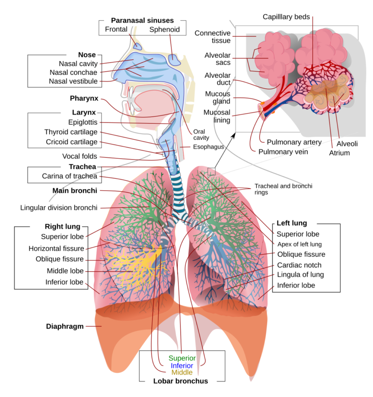 Respiration System