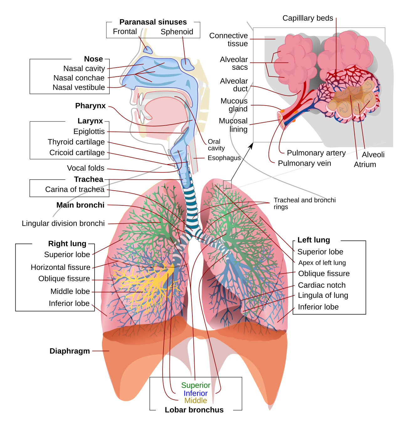 Respiration System