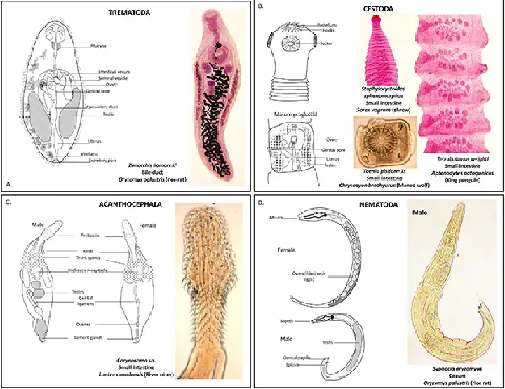 Representative drawings and photographs of helminth groups showing major anatomical features for each Phylu. : A ) Trematoda; B ) Cestoda; C ) Acanthocephala; and D ) Nematoda.