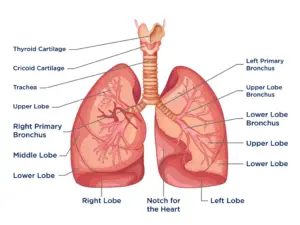 Lung – Structure, Location, Functions, Diseases
