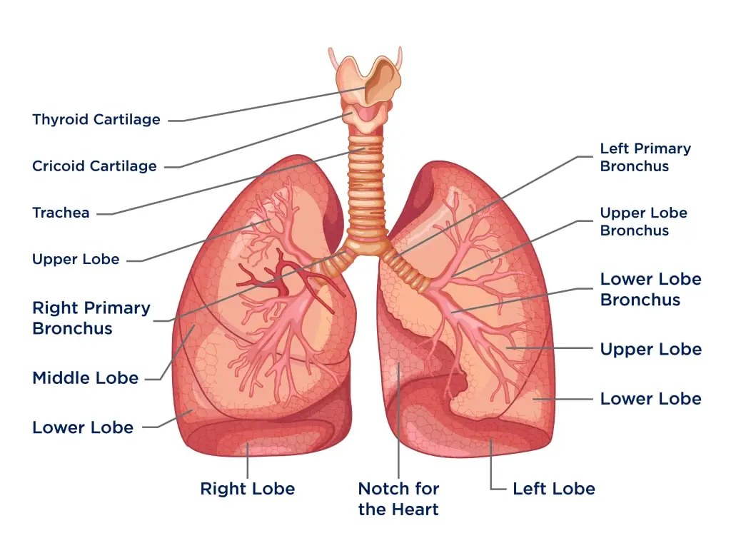 Structure of Lung