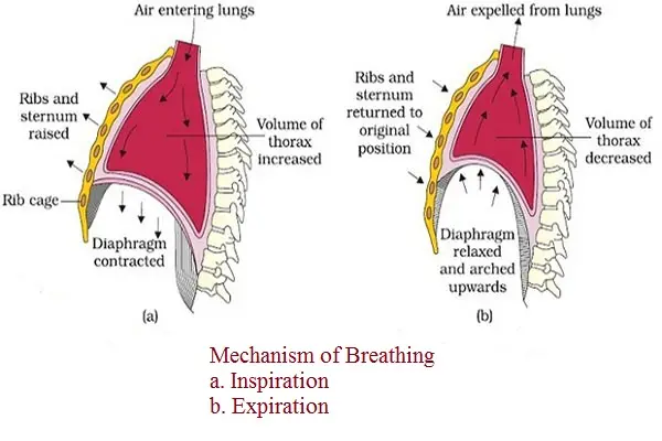 Mechanism of Breathing