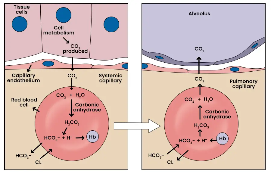 Transport of Carbon Dioxide in the Blood

