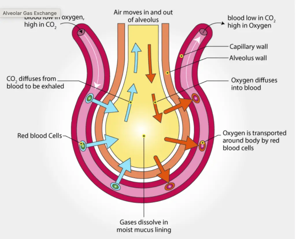 Transport of oxygen and carbon dioxide in blood