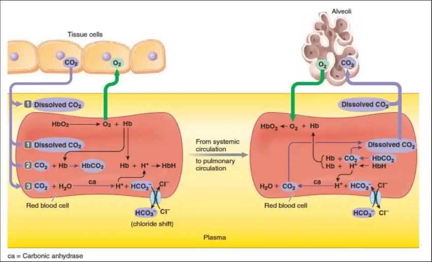 Transport Oxygen & Carbondioxyde
