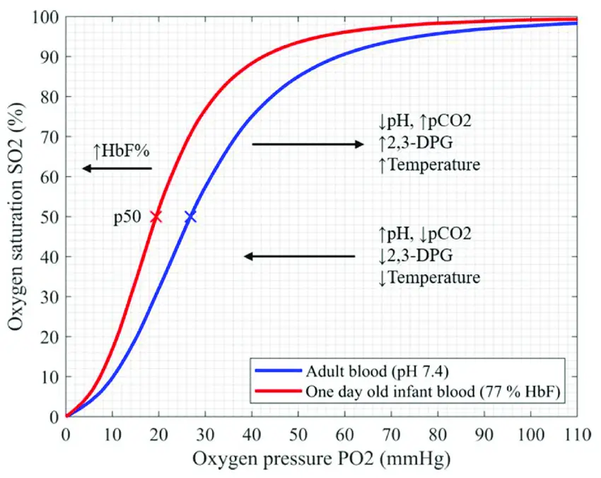 Oxyhemoglobin dissociation curve of fetal and adult hemoglobin shows the relationship between pO2 and SO2.