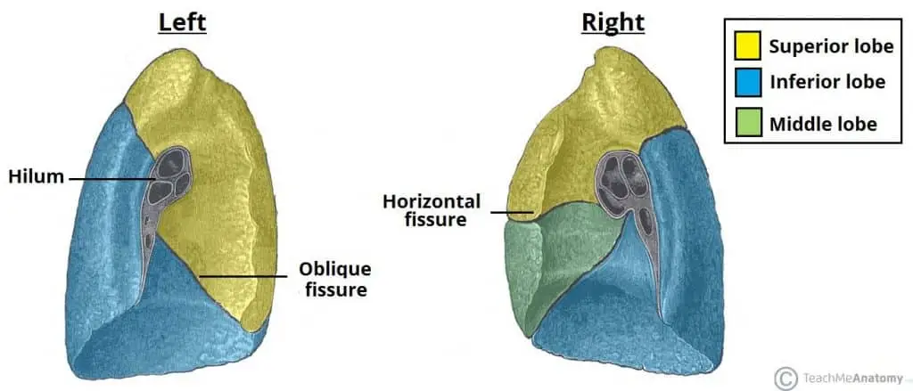 The lobes and fissures of the lungs. The oblique fissures are similar in both lungs