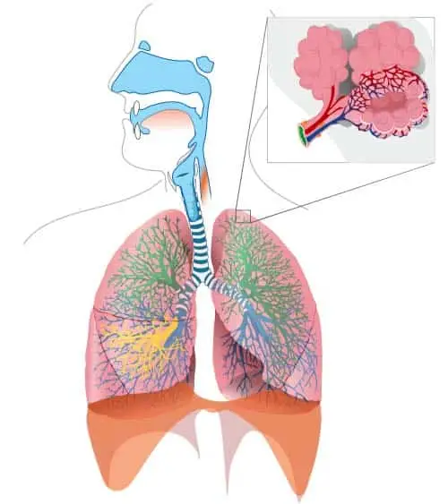 Overview of the tracheobronchial tree. Key: Green – upper lobe, yellow – middle lobe, blue – lower lobe

