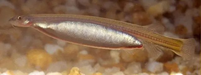 Candiru (Vandellia cirrhosa)