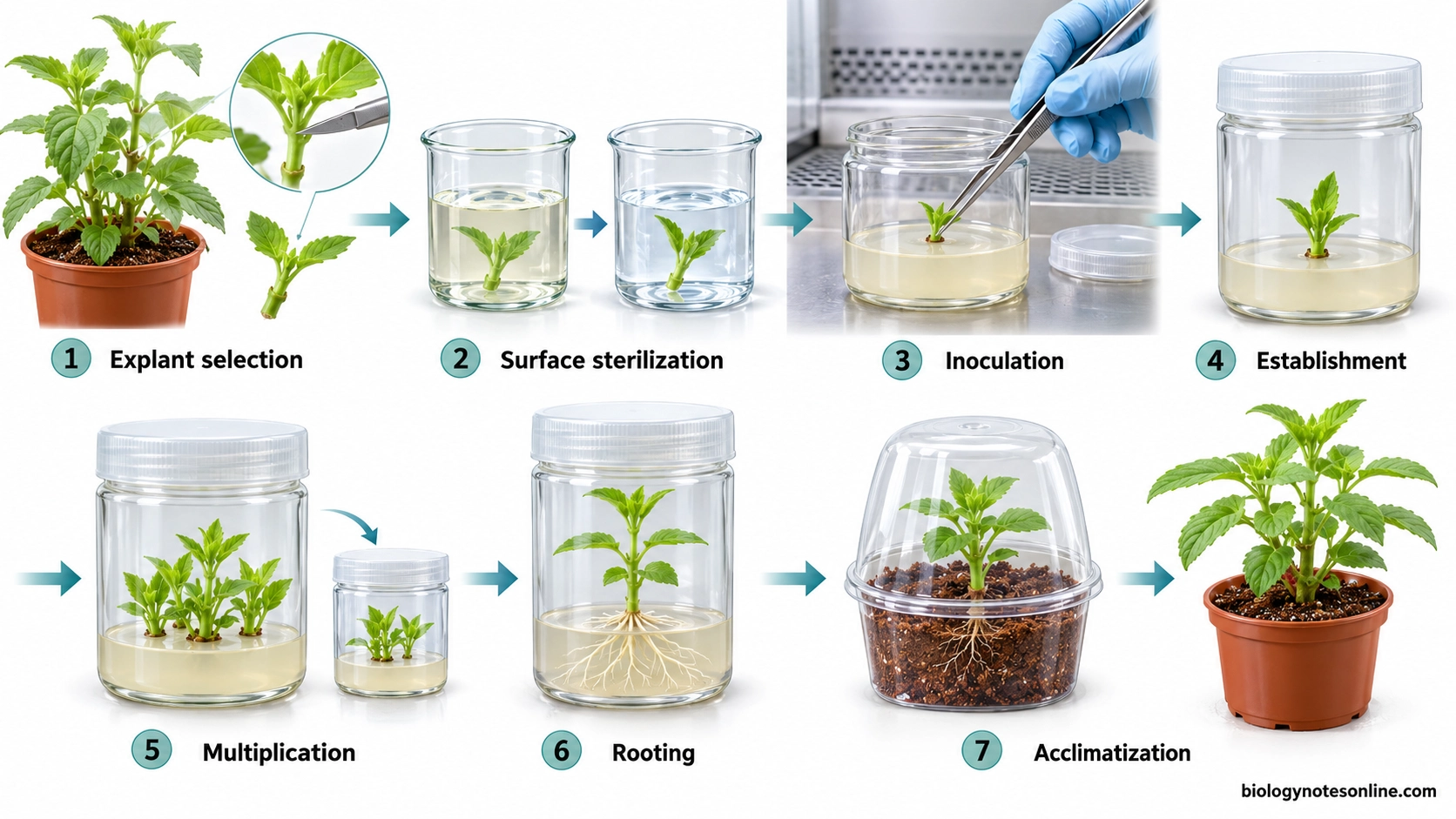Sequential workflow showing plant explant selection, surface sterilization, aseptic inoculation, culture establishment, shoot multiplication, rooting, and acclimatization.