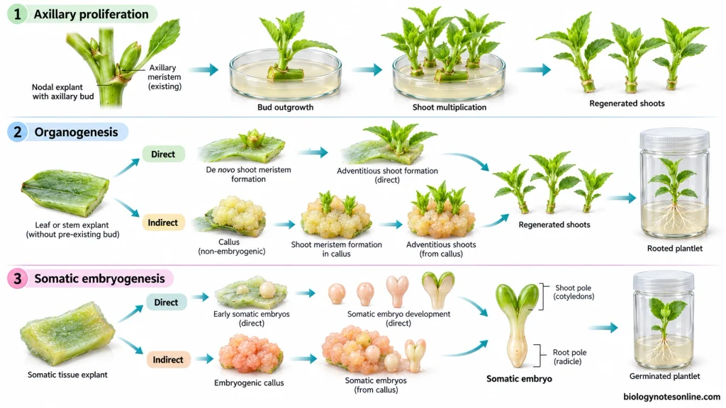 Comparison of axillary shoot proliferation, direct and indirect organogenesis, and direct and indirect somatic embryogenesis in cultured plants.
