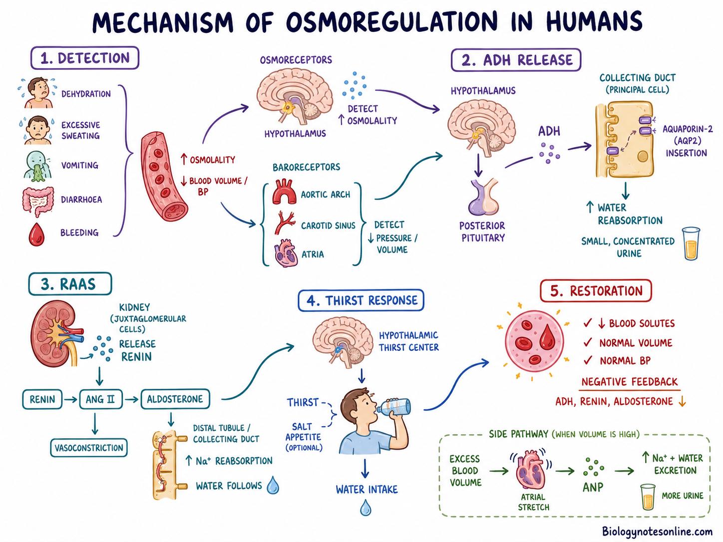 schematic diagram of Mechanism of Osmoregulation in Humans
