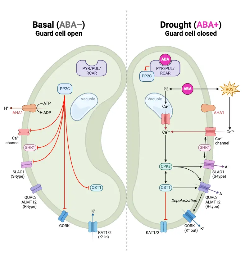 Abscisic Acid (ABA) Signaling in Guard Cells