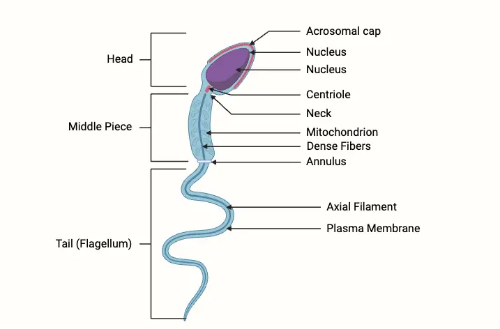 Anatomy and Structure of Sperm Cell