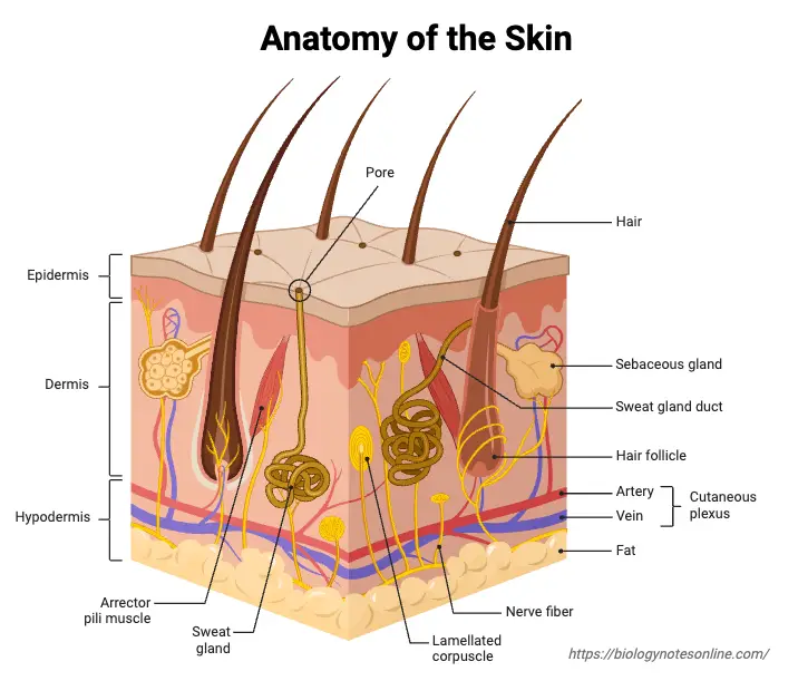 Anatomy of the Skin