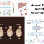 Asexual Reproduction – Definition, Types, Advantages, Examples