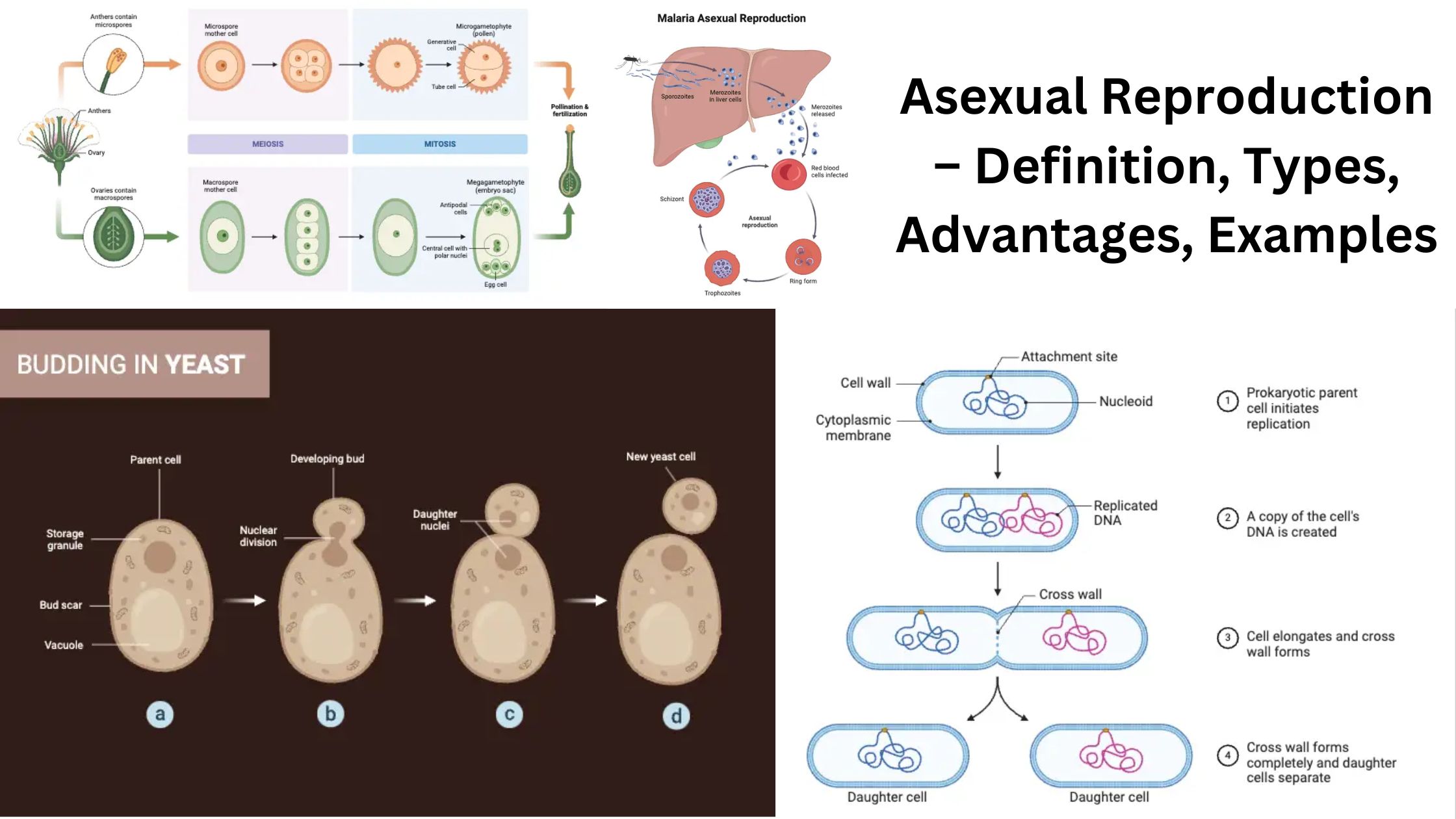 Asexual Reproduction – Definition, Types, Advantages, Examples